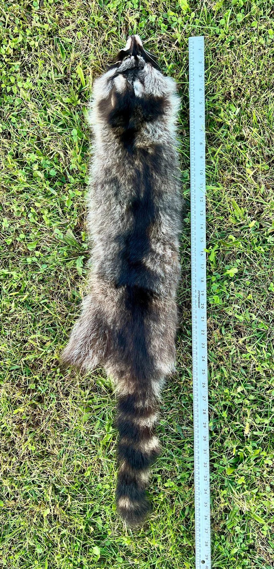 Tanned Appalachian Raccoon — pelt, wild-trapped — photo 3