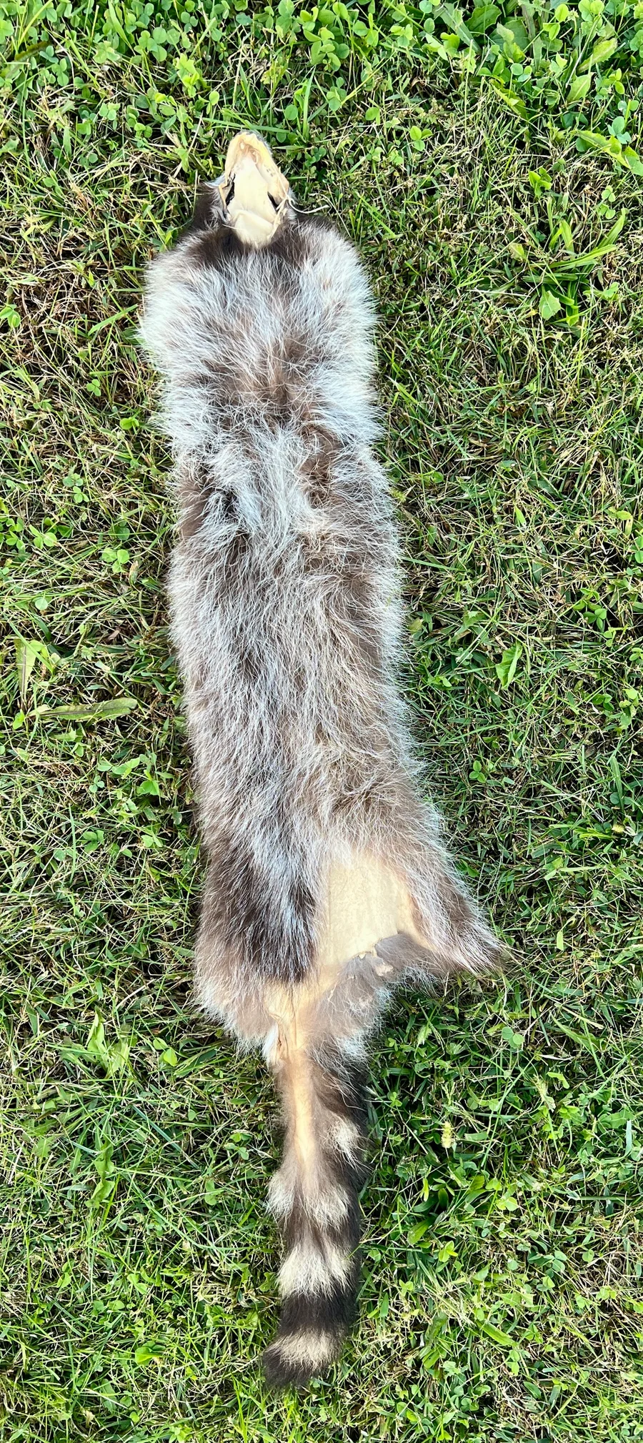 Tanned Appalachian Raccoon — pelt, wild-trapped — photo 4