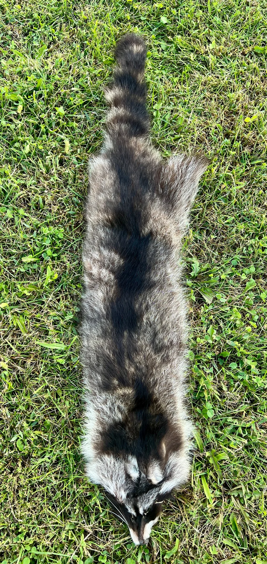 Tanned Appalachian Raccoon — pelt, wild-trapped — photo 2