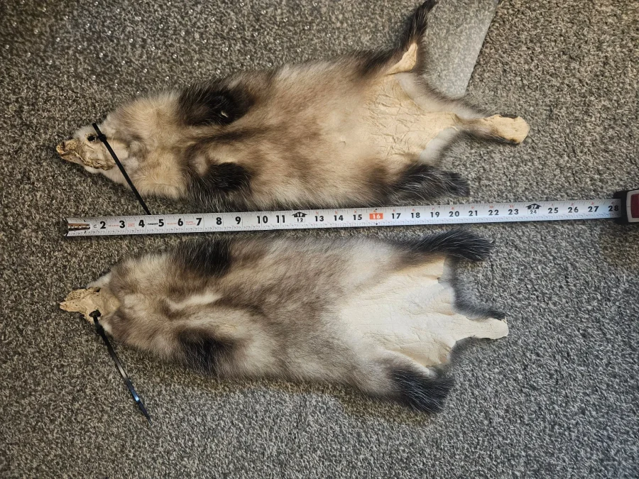 CT Prime Opossum — pelt, wild-trapped — photo 2