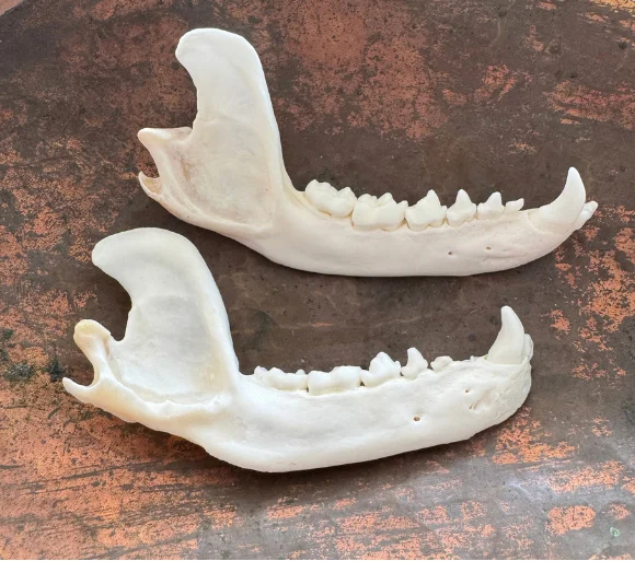 Real Raccoon Jaw Bones – Set of 4 | Cleaned & Whitened Animal Bones — bone, wild-trapped — photo 3