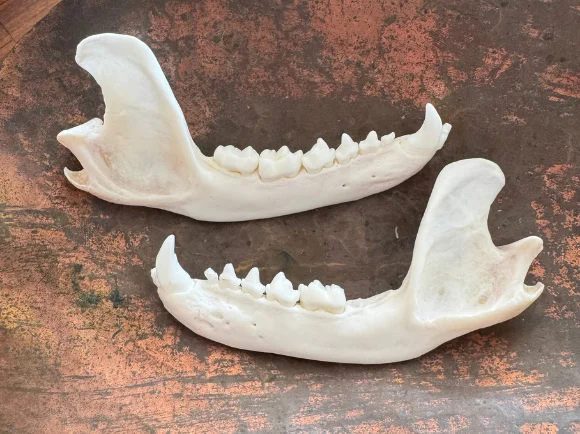 Real Raccoon Jaw Bones – Set of 4 | Cleaned & Whitened Animal Bones — bone, wild-trapped — photo 2