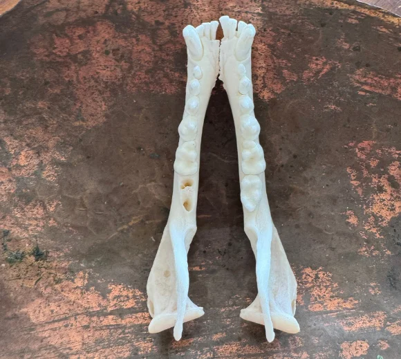 Real Raccoon Jaw Bone Pair | Cleaned & Whitened Animal Bones — bone, wild-trapped — photo 2