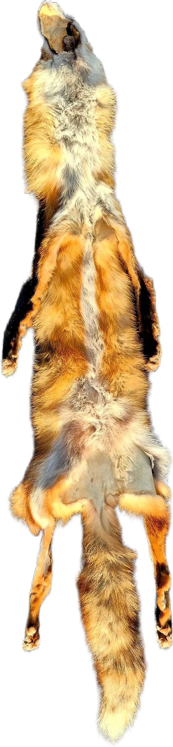 Mountable Red Fox Fur Pelt with Feet  — photo 2
