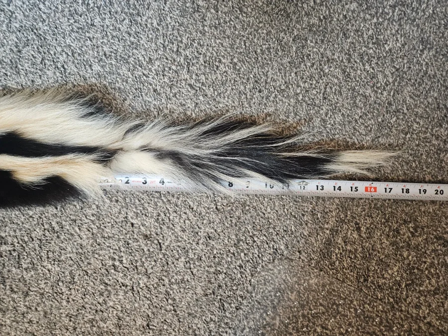 Prime CT Skunk,  Medium — photo 3