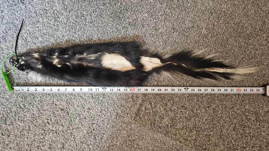 Prime CT Skunk,  Medium — photo 2