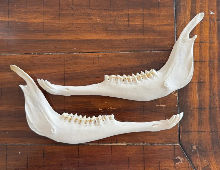 Real Pronghorn Jaw Bone Pair | Cleaned & Whitened Animal Bones — bone, wild-hunted — photo 2