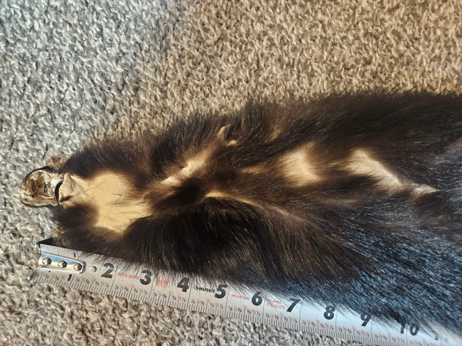 Prime CT Skunk #2 — photo 4