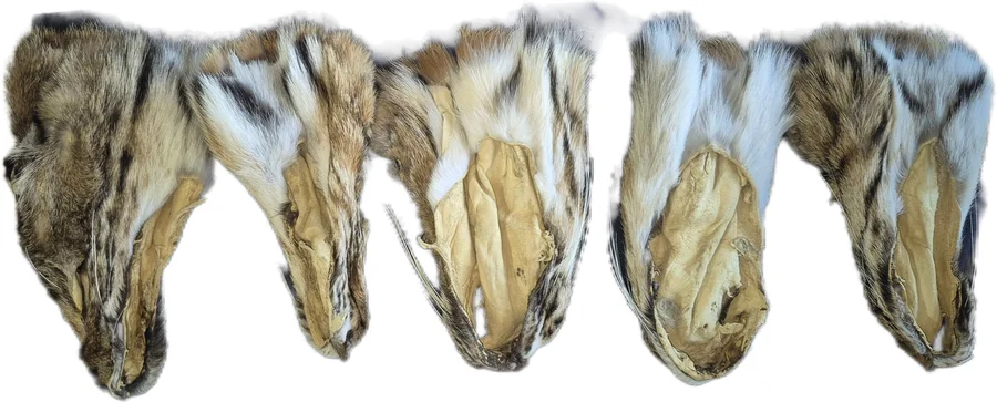 Soft-Tanned Wild Bobcat Fur Face - Crafts & Decor — photo 2