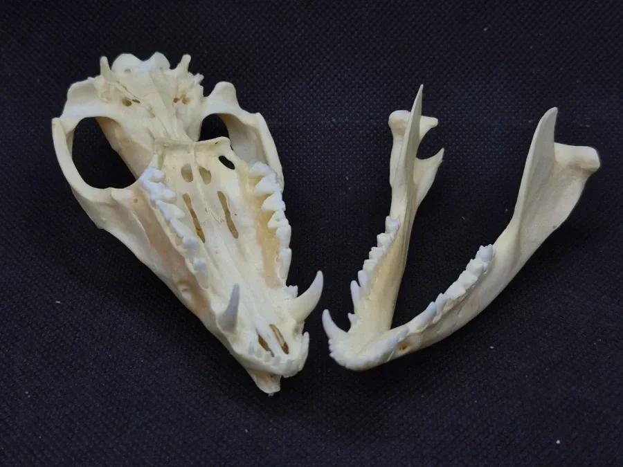 Possum Skull — Opossum bone, wild-trapped — photo 2