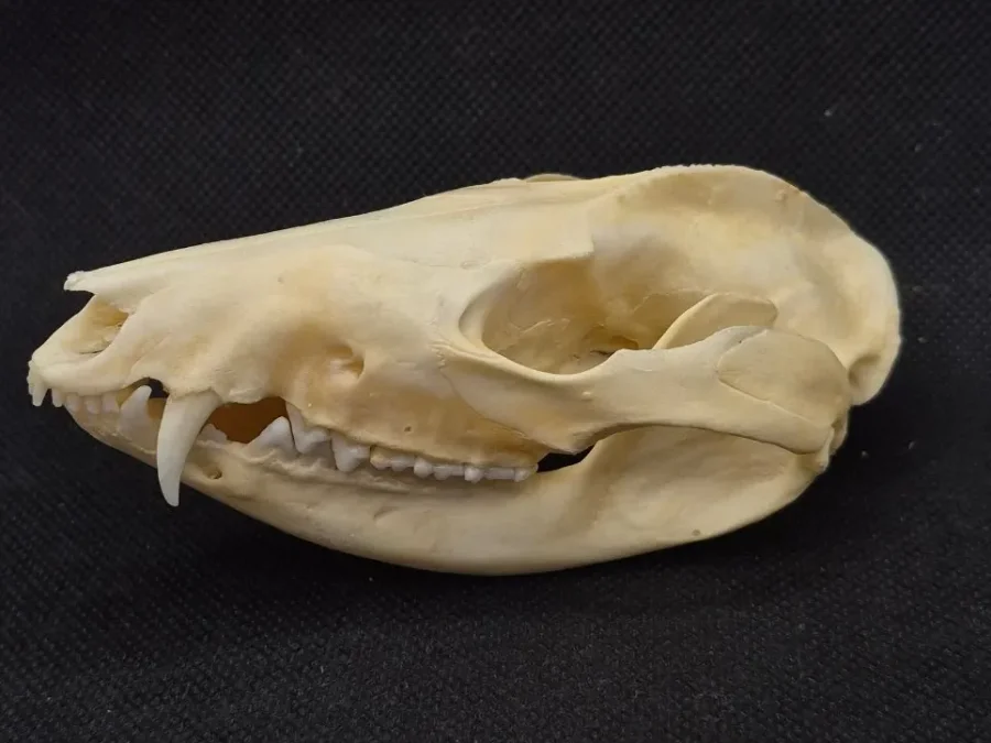 Possum Skull — Opossum bone, wild-trapped — photo 5