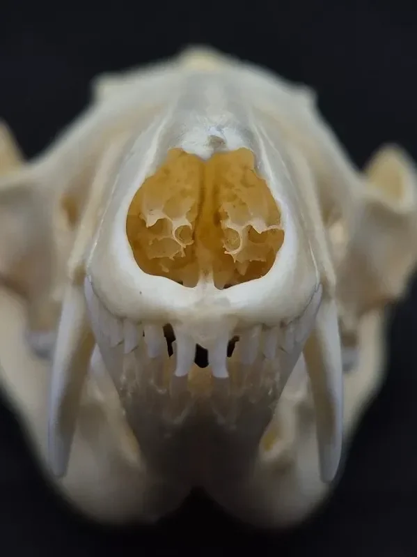Possum Skull — Opossum bone, wild-trapped — photo 3