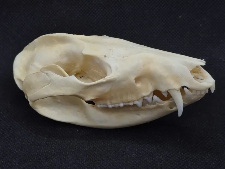 Possum Skull — Opossum bone, wild-trapped — photo 4