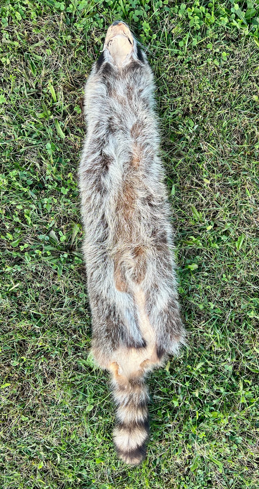 Tanned Appalachian Raccoon — pelt, wild-trapped — photo 4