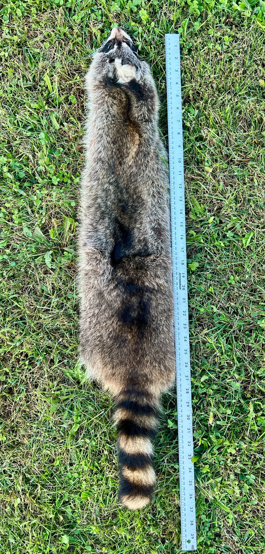 Tanned Appalachian Raccoon — pelt, wild-trapped — photo 3