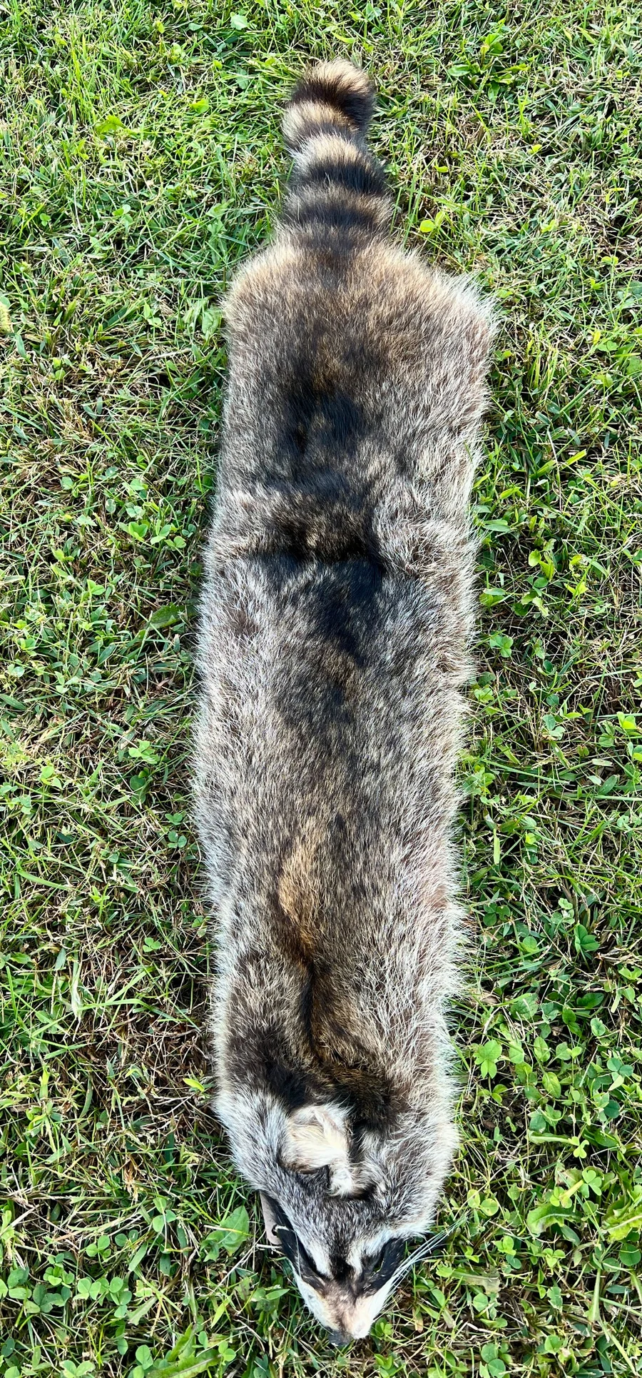 Tanned Appalachian Raccoon — pelt, wild-trapped — photo 2