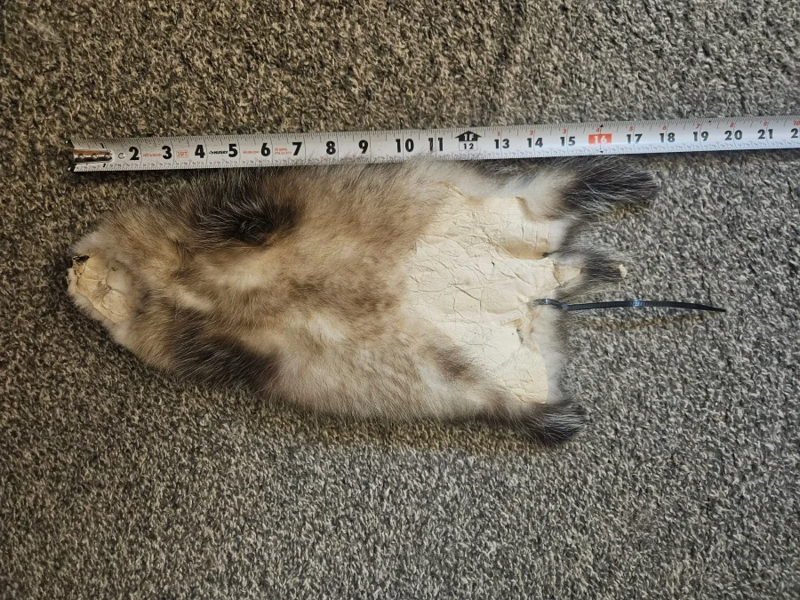 CT Prime Garment Tanned Prime Opossum — pelt, wild-trapped — photo 2
