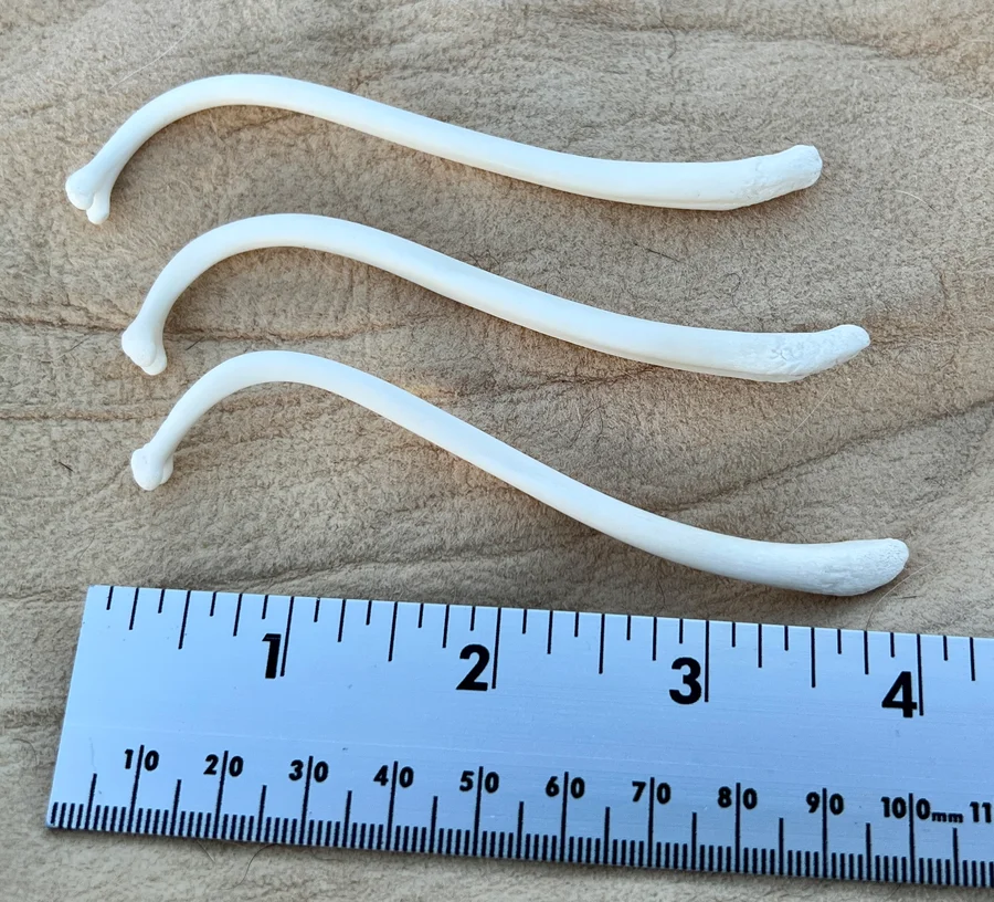 Large Raccoon Baculum — bone, wild-trapped — photo 3