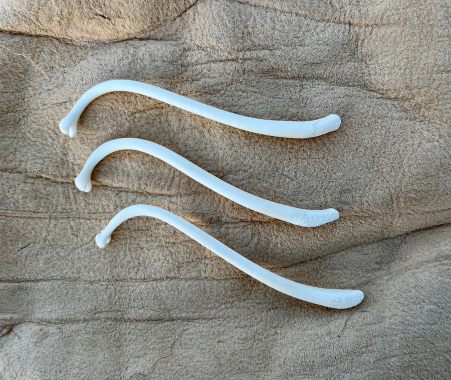Large Raccoon Baculum — bone, wild-trapped — photo 2