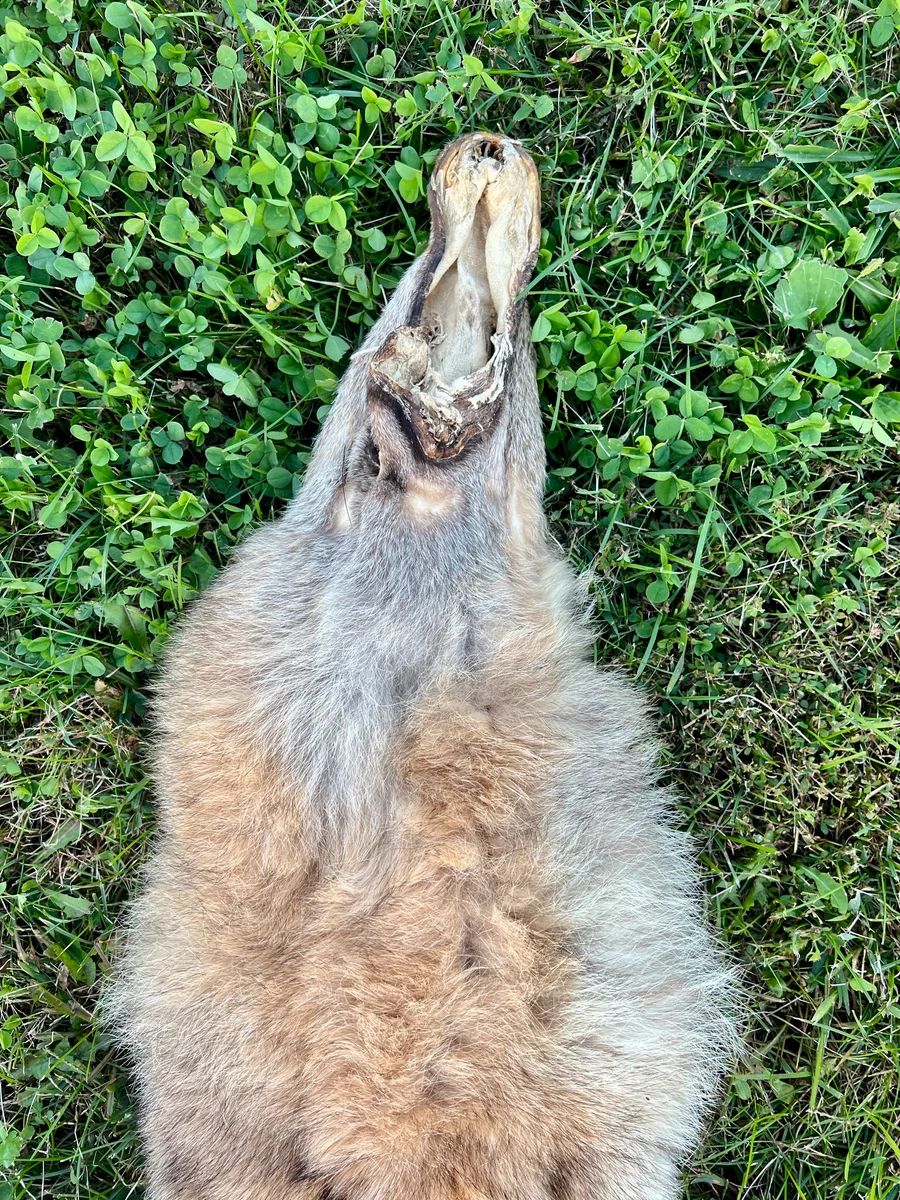 Tanned Appalachian Coyote Wallhanger — pelt, wild-trapped — photo 6