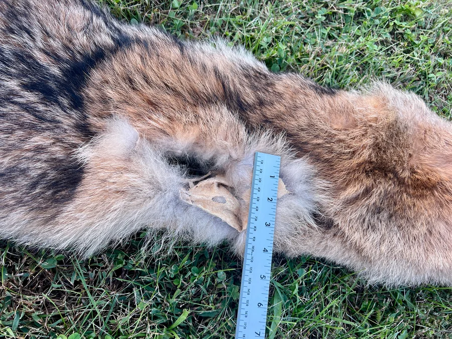 Tanned Appalachian Coyote Wallhanger — pelt, wild-trapped — photo 3