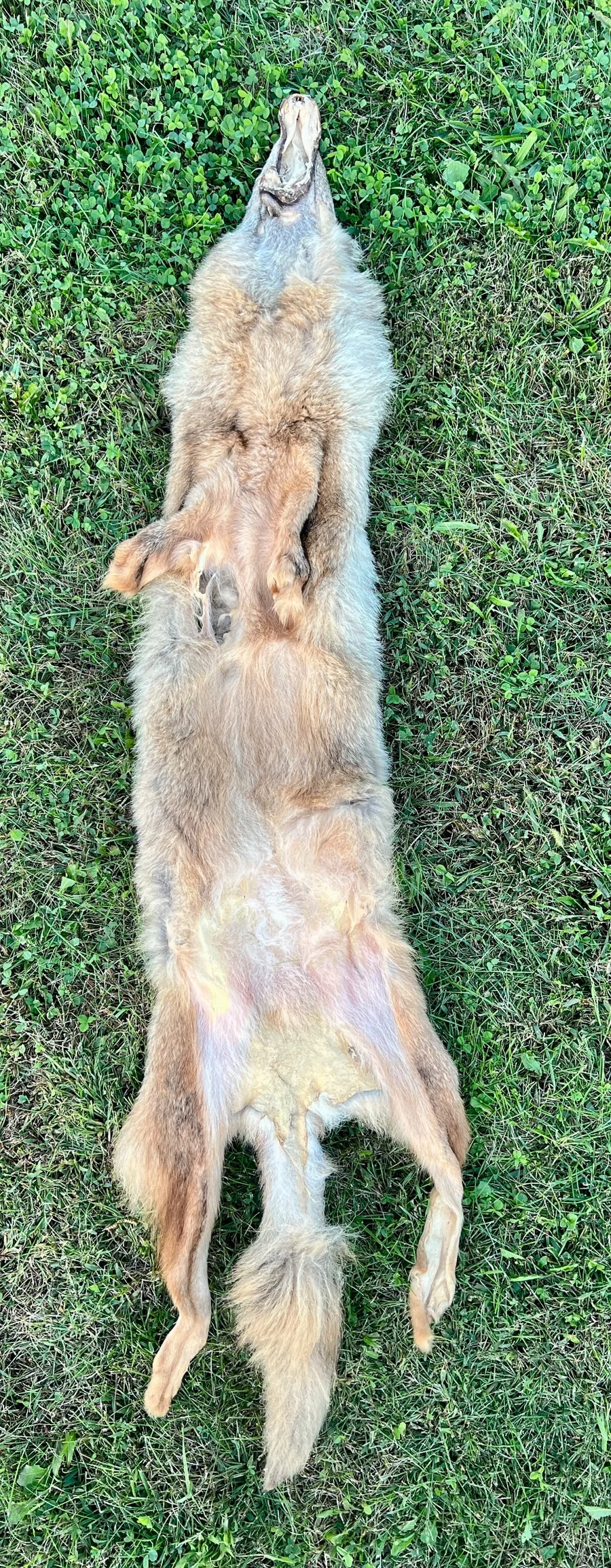 Tanned Appalachian Coyote Wallhanger — pelt, wild-trapped — photo 5