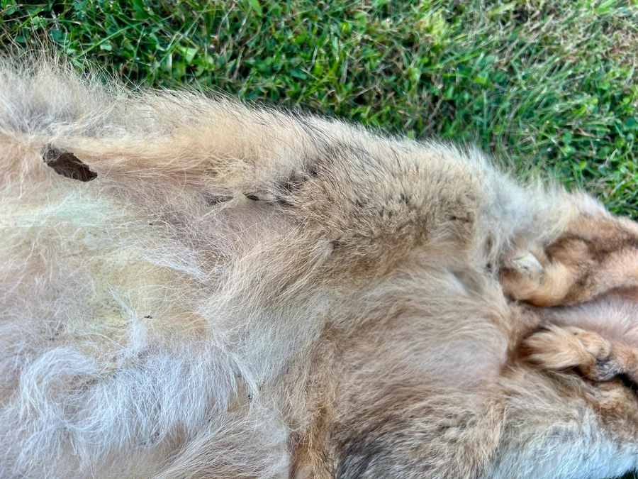 Tanned Appalachian Coyote Wallhanger — pelt, wild-trapped — photo 4