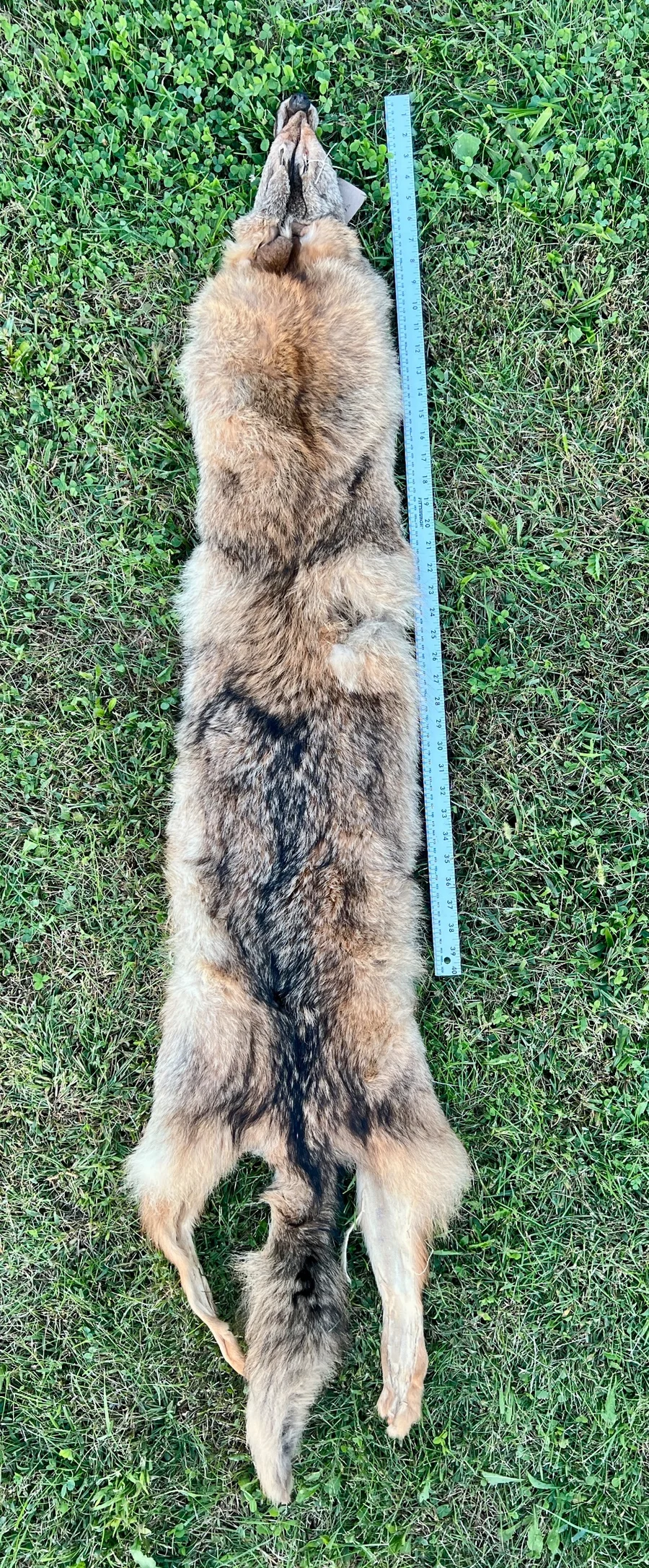 Tanned Appalachian Coyote Wallhanger — pelt, wild-trapped — photo 2