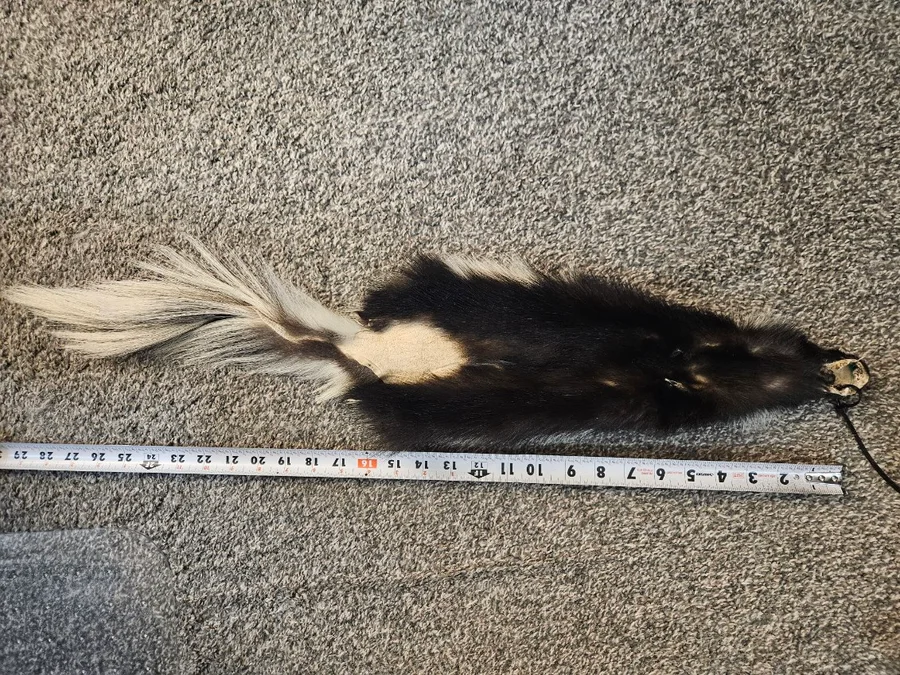Prime CT skunk, medium #1 — photo 2