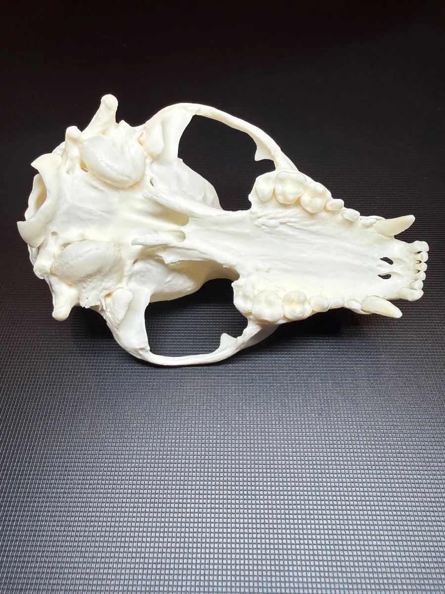 Grade A Raccoon Skull Top — bone, wild-trapped — photo 3
