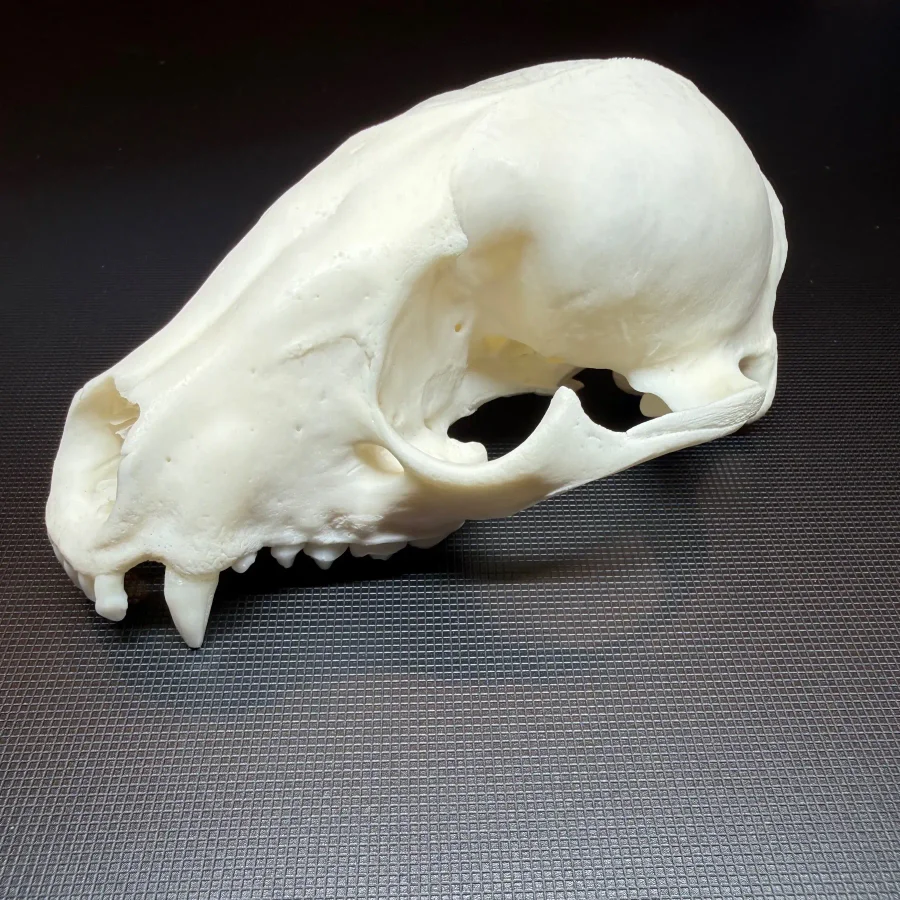 Grade A Raccoon Skull Top — bone, wild-trapped — photo 2