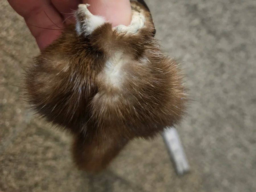 Prime CT Buck Mink — photo 4