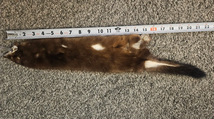 Prime CT Buck Mink — photo 2