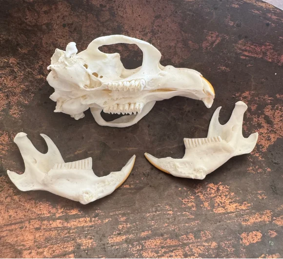 Real Muskrat Skull & Jaw Set | Cleaned & Whitened Animal Skull — bone, wild-trapped — photo 4