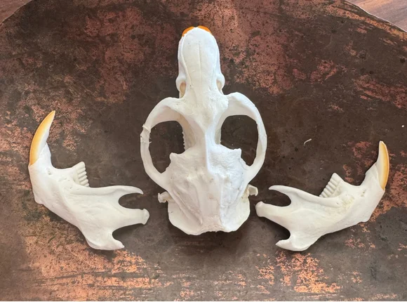 Real Muskrat Skull & Jaw Set | Cleaned & Whitened Animal Skull — bone, wild-trapped — photo 2