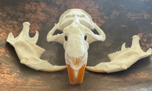 Real Muskrat Skull & Jaw Set | Cleaned & Whitened Animal Skull — bone, wild-trapped — photo 3