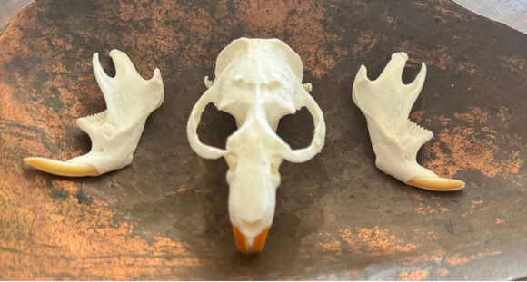 Real Muskrat Skull & Jaw Set | Cleaned & Whitened Animal Skull — bone, wild-trapped — photo 5