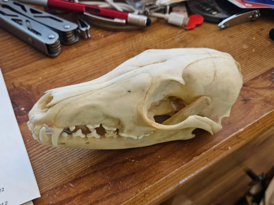 Red Fox skull — photo 3
