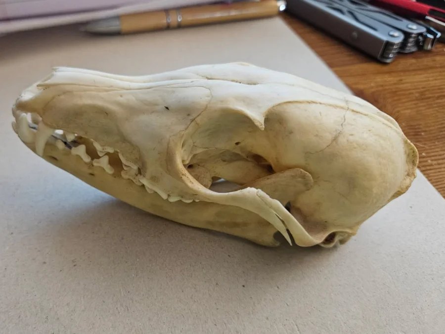 Red Fox skull — photo 2