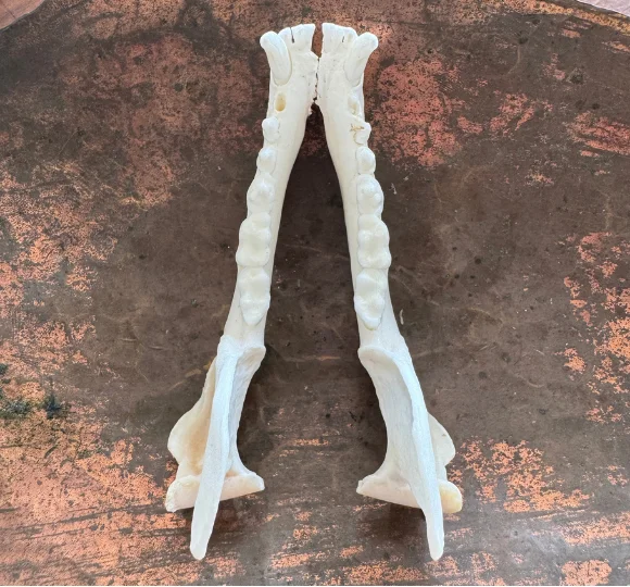 Real Raccoon Jaw Bone Pair | Cleaned & Whitened Animal Bones — bone, wild-trapped — photo 2