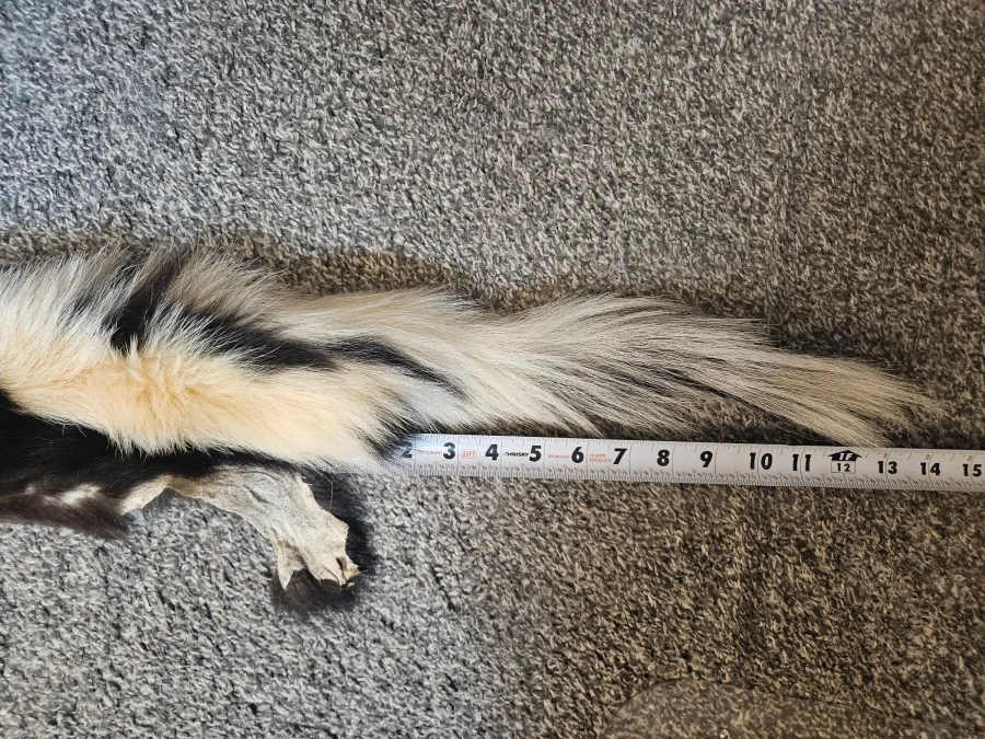 Prime CT Skunk, Medium — photo 4