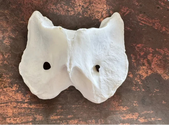 Real Pronghorn Vertebra Bone | Cleaned & Whitened Wildlife Bone — bone, wild-hunted — photo 2
