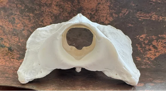 Real Pronghorn Vertebra Bone | Cleaned & Whitened Wildlife Bone — bone, wild-hunted — photo 3