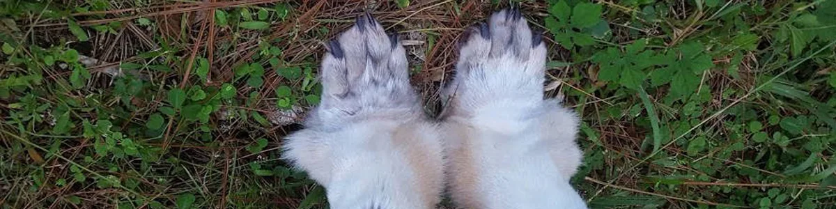 Tooth & Tail Talismans banner